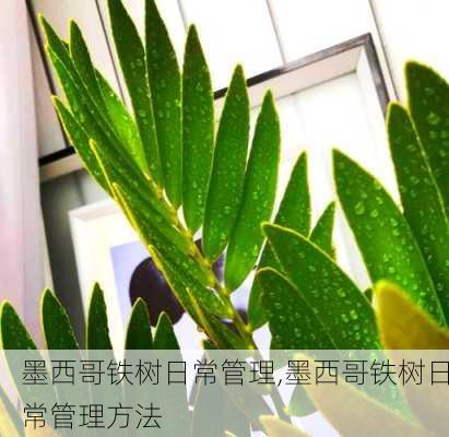 墨西哥铁树日常管理,墨西哥铁树日常管理方法