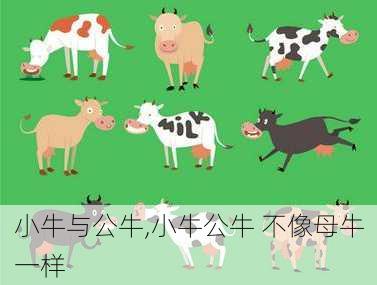 小牛与公牛,小牛公牛 不像母牛一样