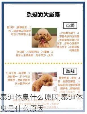 泰迪体臭什么原因,泰迪体臭是什么原因