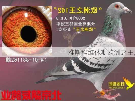 雅斯科维休斯欧洲之王,