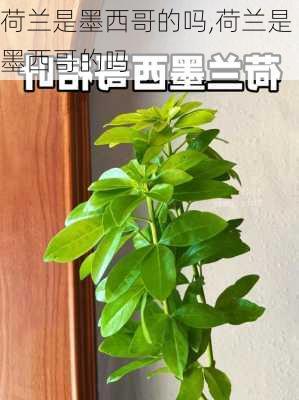 荷兰是墨西哥的吗,荷兰是墨西哥的吗