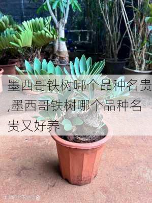 墨西哥铁树哪个品种名贵,墨西哥铁树哪个品种名贵又好养