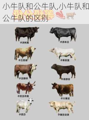 小牛队和公牛队,小牛队和公牛队的区别