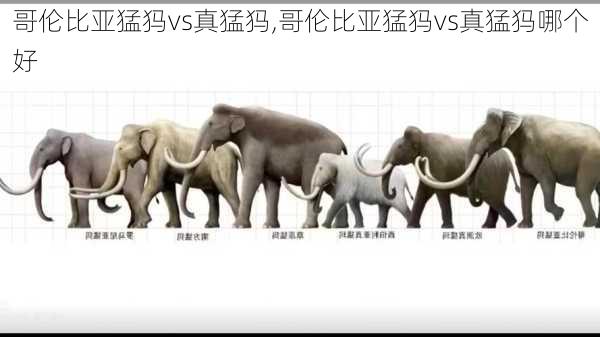 哥伦比亚猛犸vs真猛犸,哥伦比亚猛犸vs真猛犸哪个好