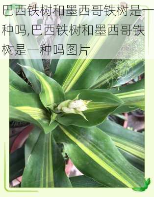 巴西铁树和墨西哥铁树是一种吗,巴西铁树和墨西哥铁树是一种吗图片