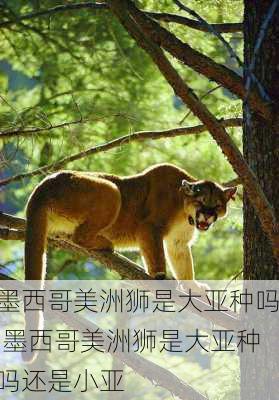 墨西哥美洲狮是大亚种吗,墨西哥美洲狮是大亚种吗还是小亚