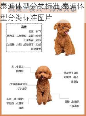 泰迪体型分类标准,泰迪体型分类标准图片